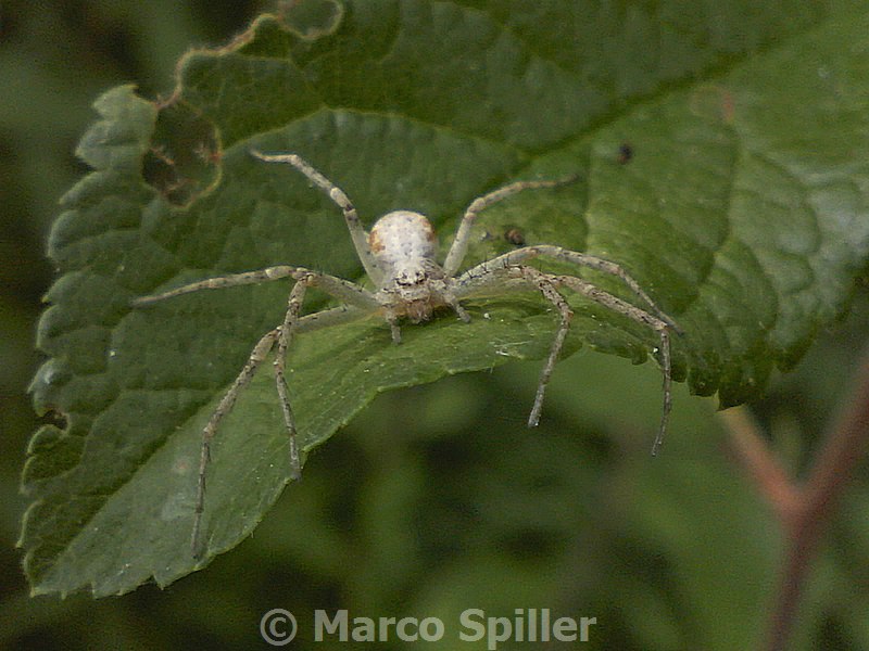 Philodromus sp. - Milano (MI)